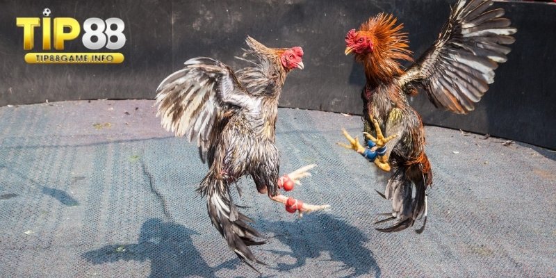 Đá gà cựa sắt mang đến những trải nghiệm đầy cảm xúc