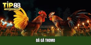 Đá gà Thomo