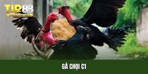 Gà chọi c1