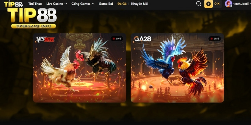 Giới thiệu bộ môn đá gà TIP88 hấp dẫn mọi bet thủ