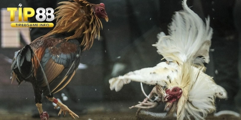 Những điểm cộng tạo nên sức hút cho chọi kê