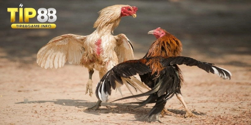 Quan sát chi tiết để hiểu rõ về tiềm năng của chiến kê 