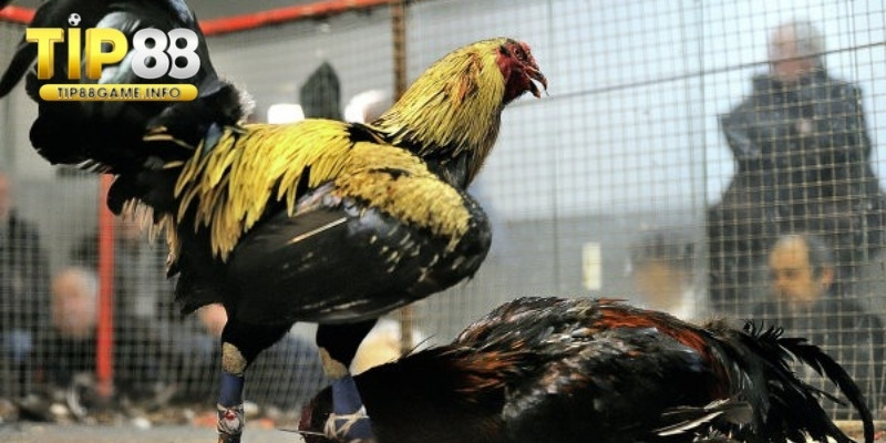 Sảnh chọi kê có nhiều ưu điểm hấp dẫn